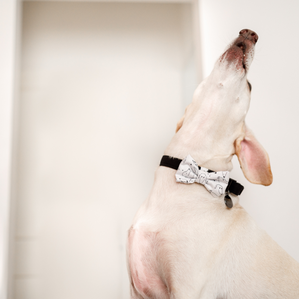 Condo Barking Solutions ​